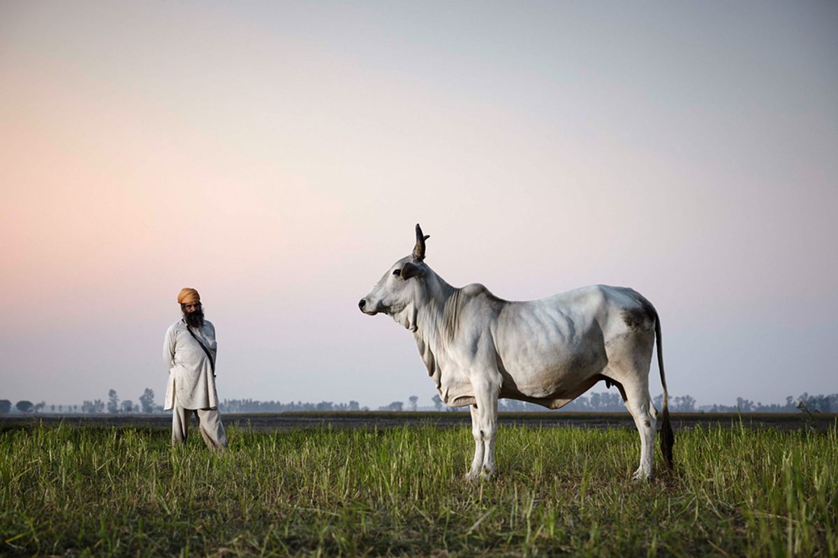 According to Lampert, the Hariana cow (Haryana, India) is a lie detector of a cow, and will “go quite crazy” if someone lies in its presence.