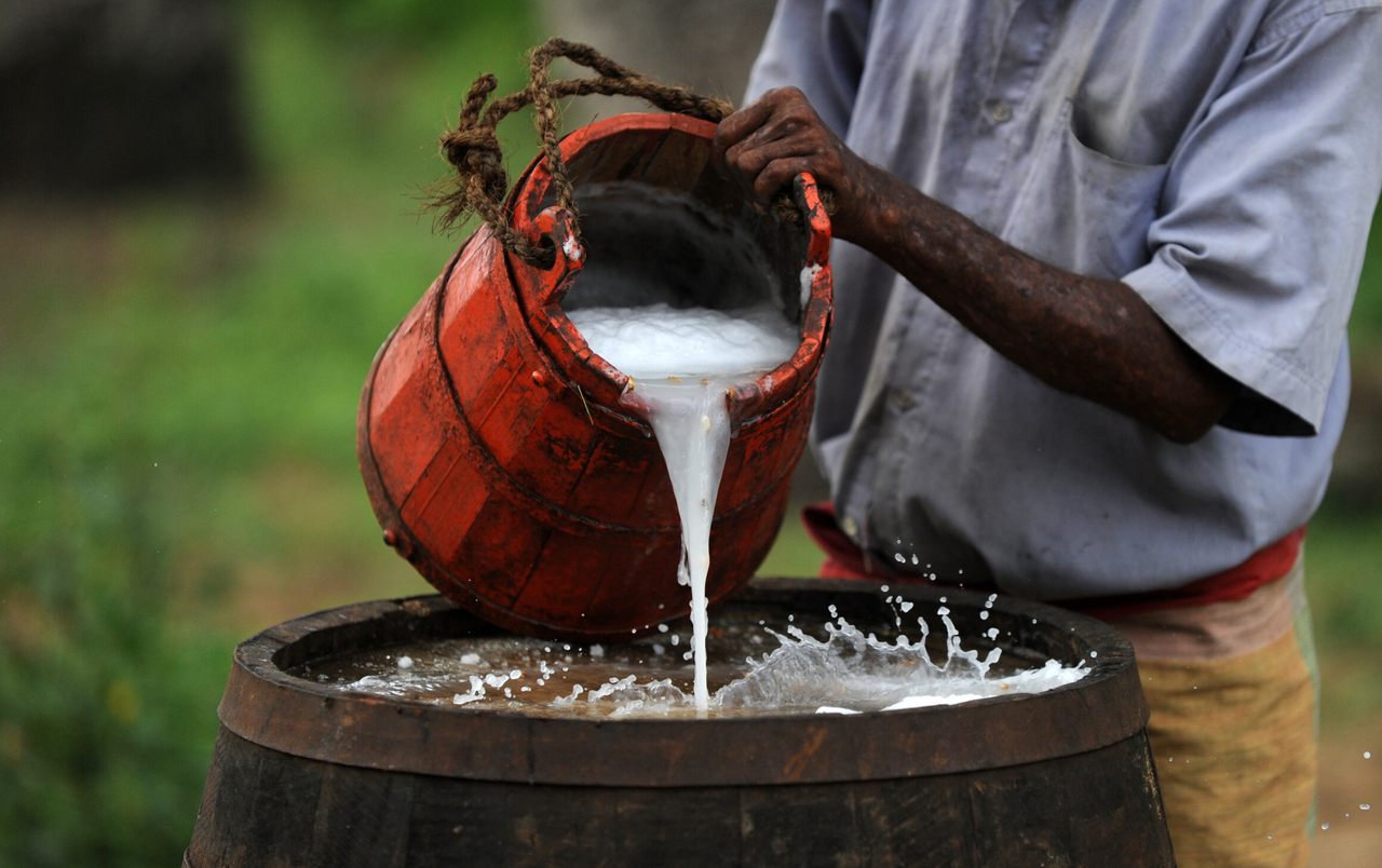 A toddy tapper pours sap into a collection barrel to make palm wine in Sri Lanka. 