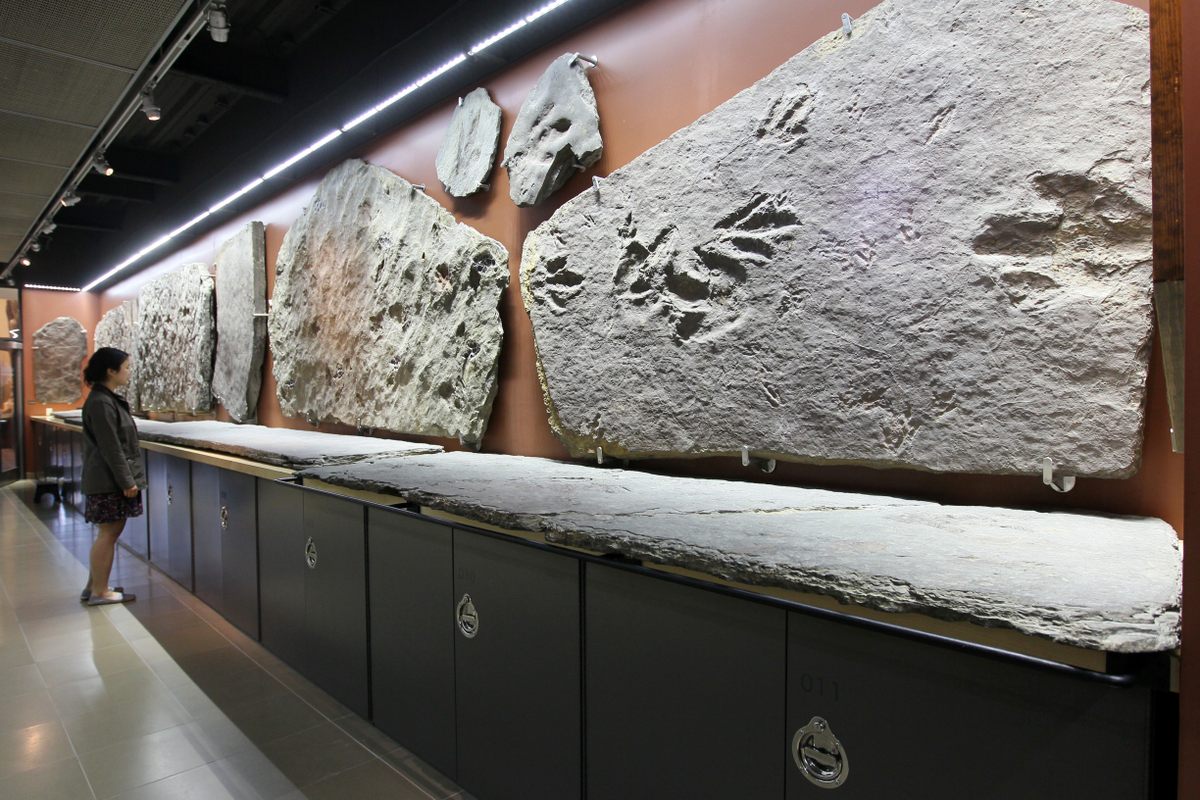 Though some trace fossils, such as tracks, are in the collection of Amherst College's Beneski Museum of Natural History, scientists have only found bones of two species in Massachusetts.