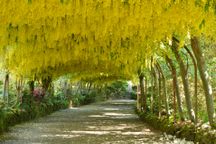 Beautiful yellow flowers drape down to form the tunnel.
