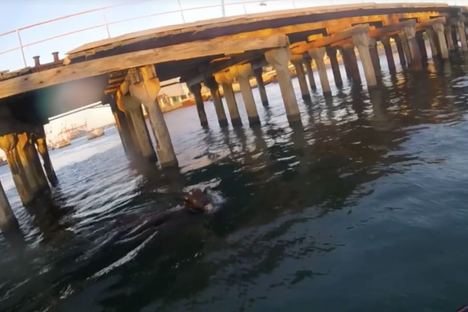 Australian Cow Swims to Freedom, Stays on the Lam for 24 Hours