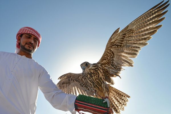 A two-year-old falcon and his trainer at a demonstration. 