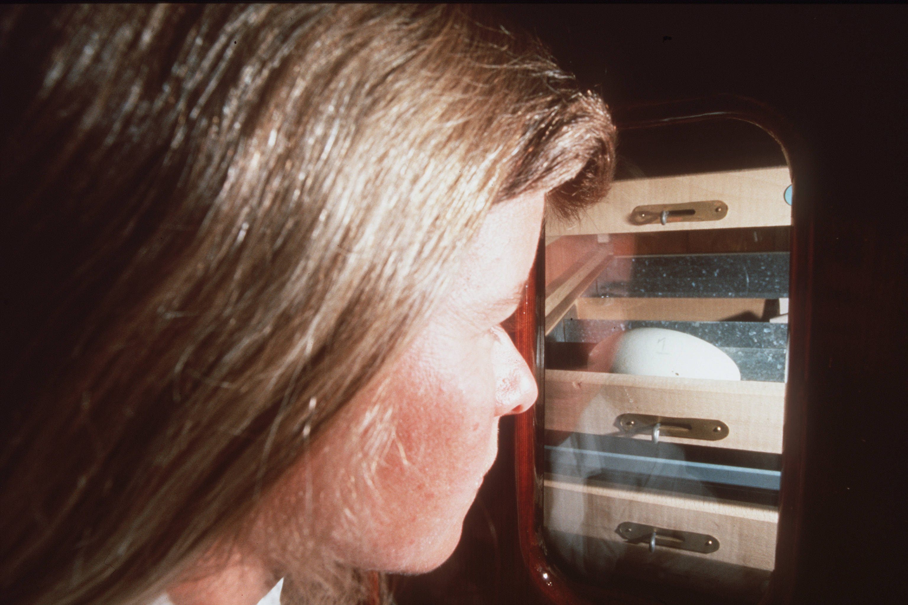 In a 1998 photo, a member of the San Diego Zoo's California condor breeding program monitors an egg in an incubator.