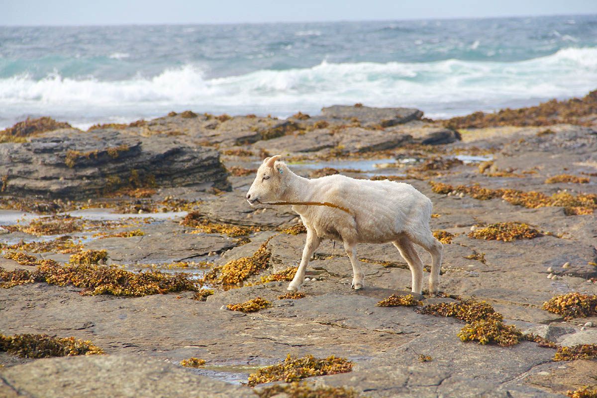 The sheep's seaweed diet means they are susceptible to copper poisoning and must avoid eating too much grass.