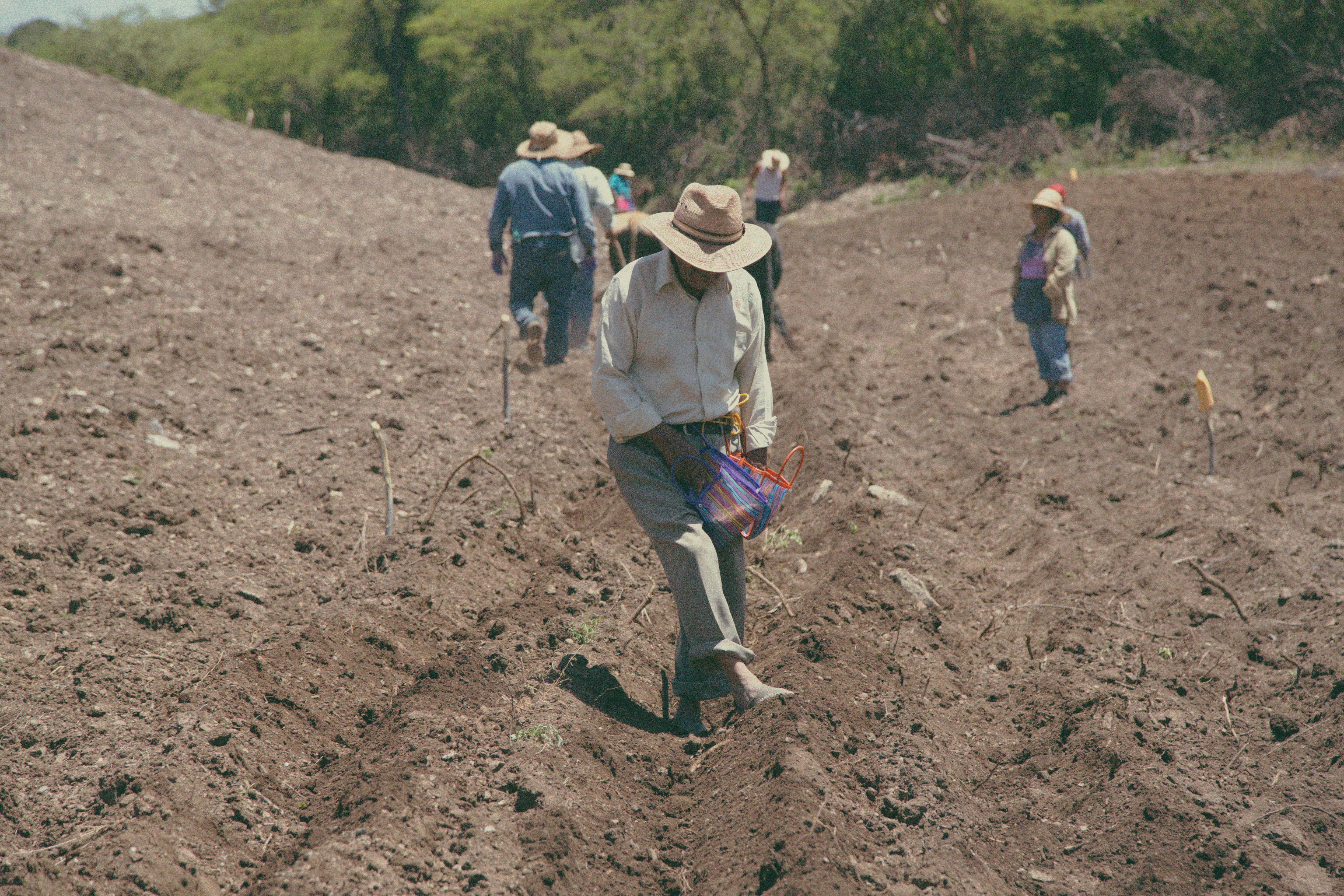 Seeds are handplanted in Tonahuixtla for <em>Totomoxtle.</em>
