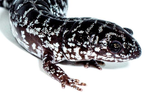 Meet the reticulated flatwoods salamander (<em>Ambystoma bishopi</em>).