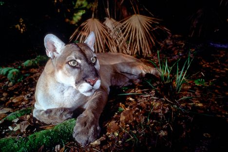 There are only about 100 panthers left in the state of Florida.