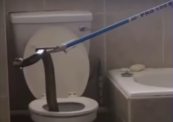 Toilet Cobra Terrorizes Apartments in South Africa After Escaping Catcher's  Grip - Atlas Obscura