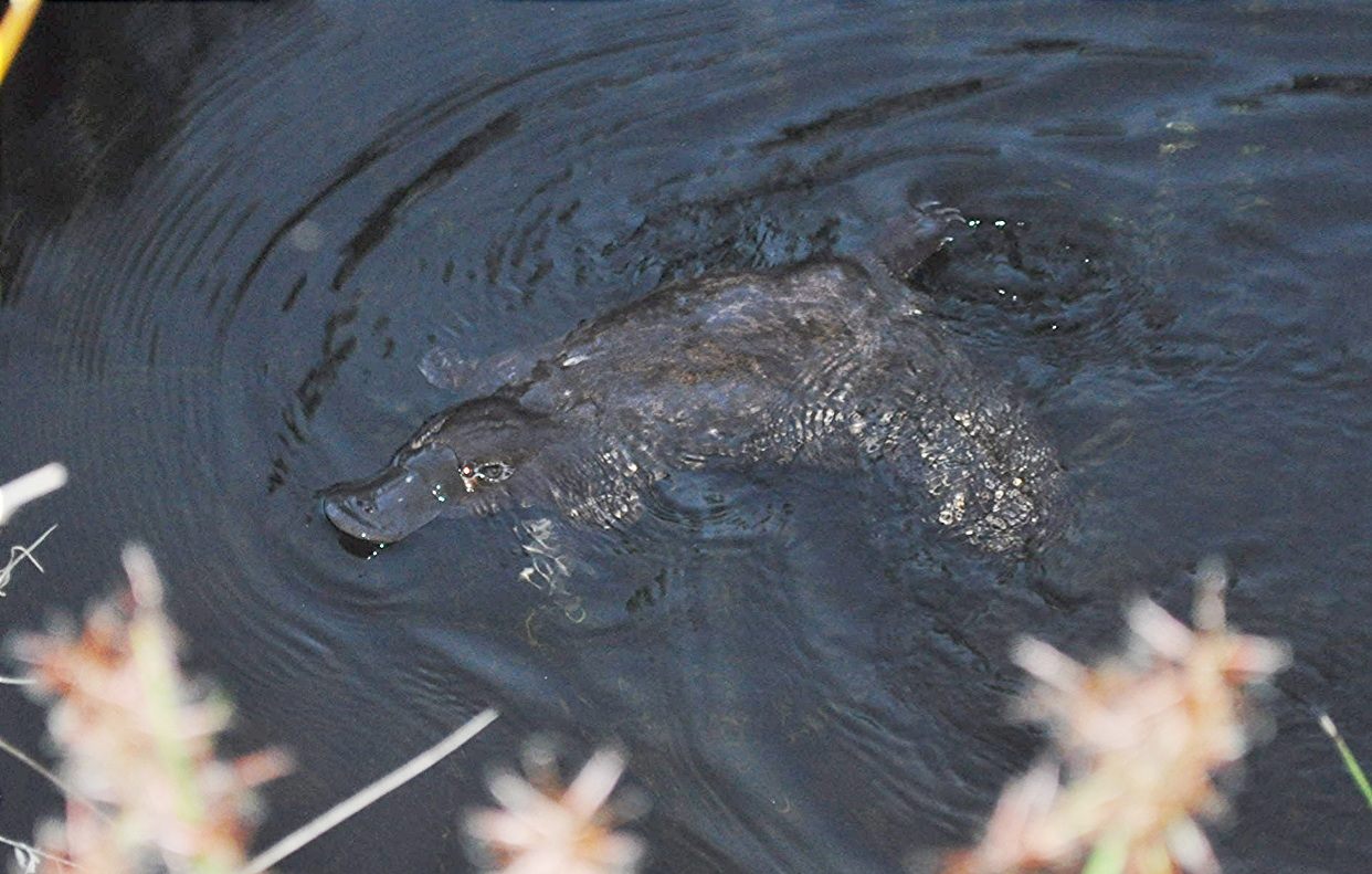 In Brisbane, platypuses are getting harder to find.