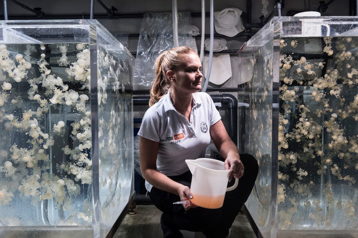 Jellyfish in the nursery are part of inter-aquarium scientific collaboration for the study of water quality.