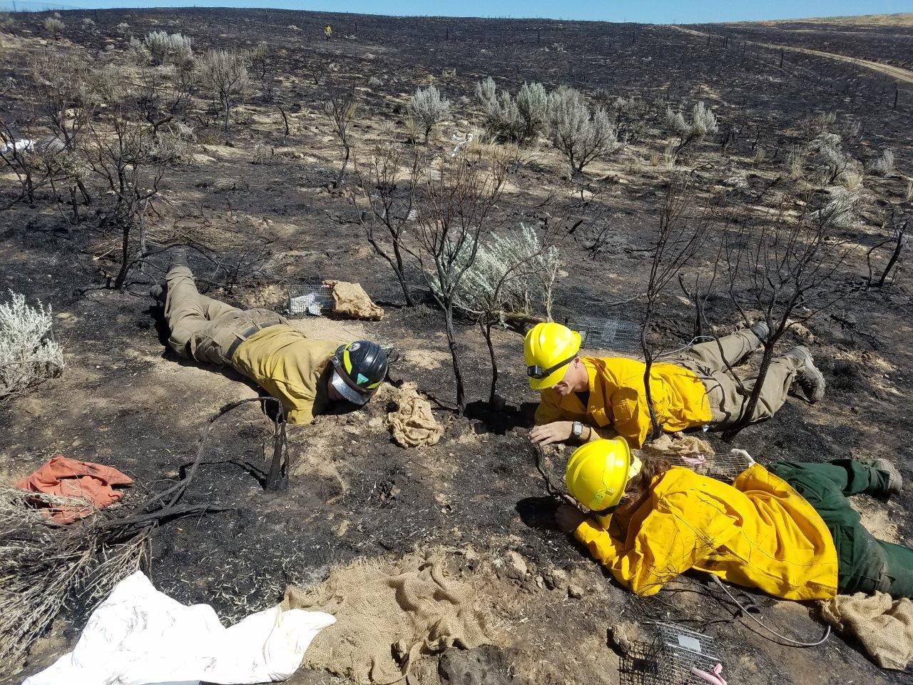 Firefighters and biologists look for surviving rabbits hiding in burrows.