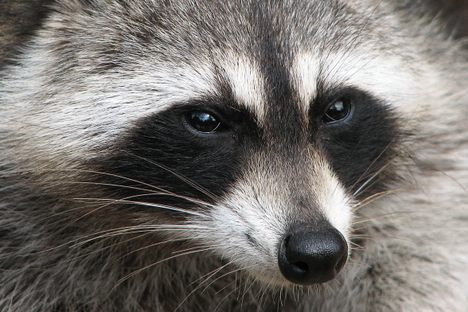 Raccoons Are Eating Pets and Terrorizing a Harlem Block
