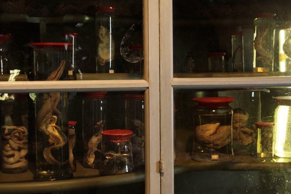 Some wet specimens in the cupboard