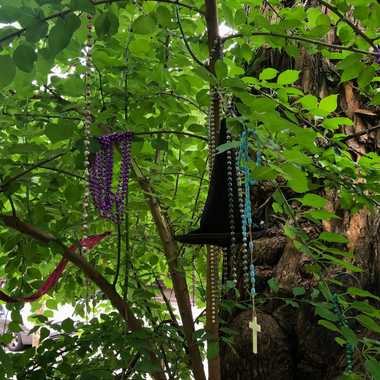Witches’ Tree - Louisville, KY