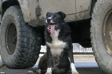 Sheepdog Quits Job, Runs 240 Miles to Return Home