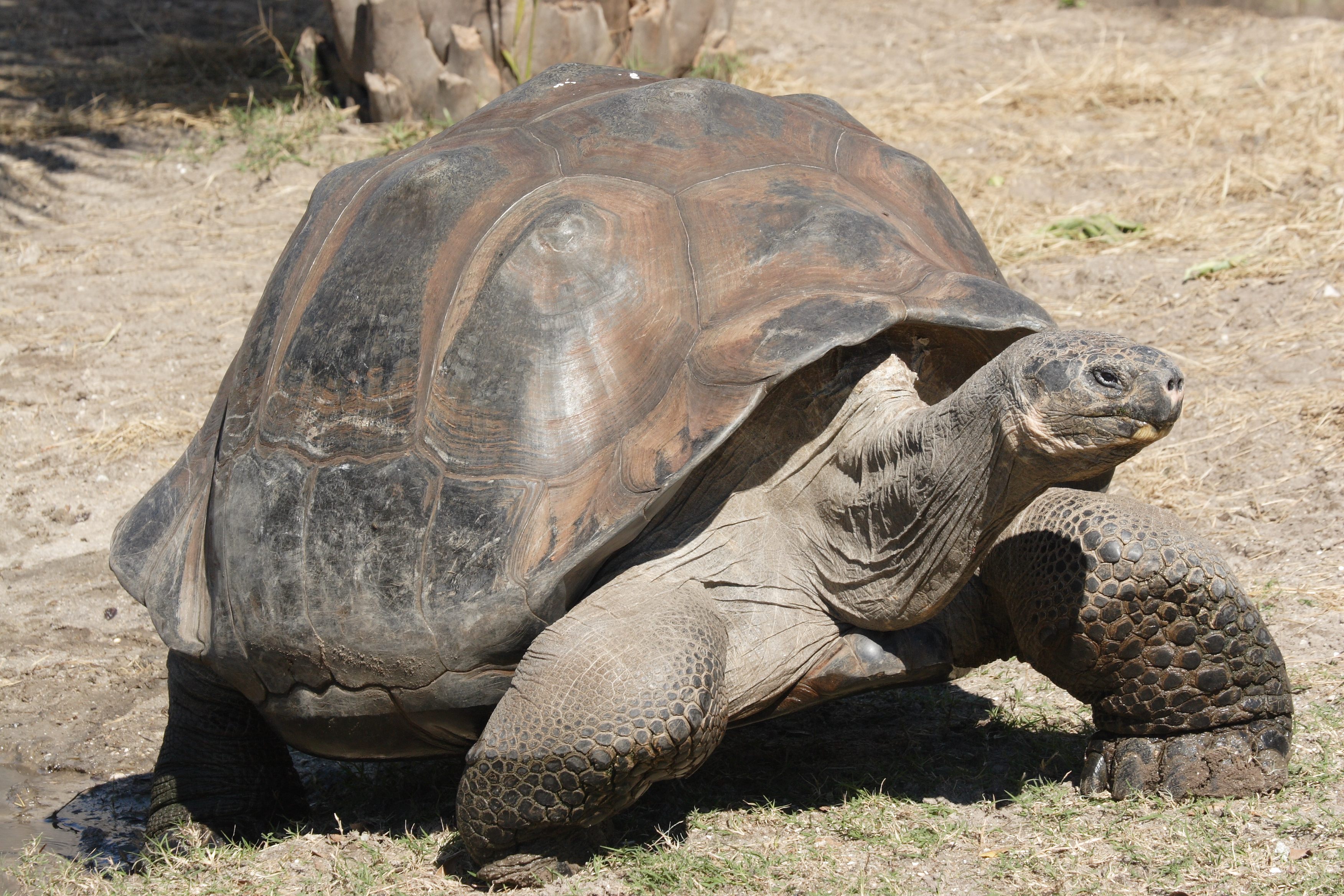 Is this your giant tortoise? Exotic reptile 'Frank the Tank' found