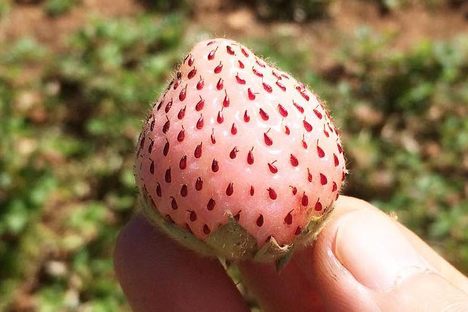 Purén White Strawberry