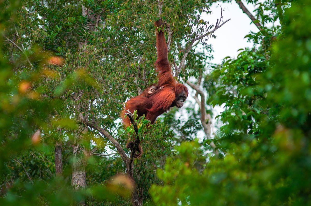 A female orangutan and her infant move through the forest of Tanjung Puting National Park.