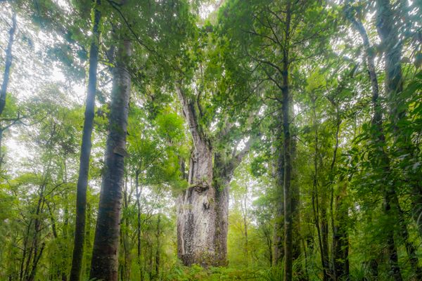 Te Matua Ngahere—"Father of the Forest"—a giant kauri tree growing in the Waipoua Forest of New Zealand, is the second-largest of its kind. 