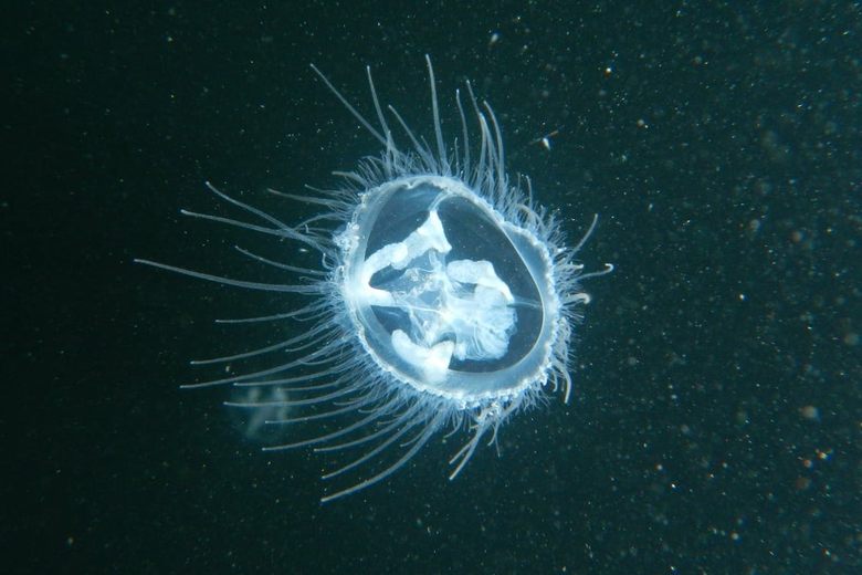 Walden Pond Is Full of Jellyfish, But Don't Panic - Atlas