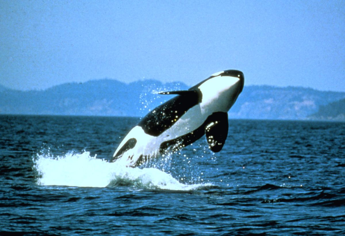 Typically viral cultural trends among orcas that don't have a clear purpose fade quickly.