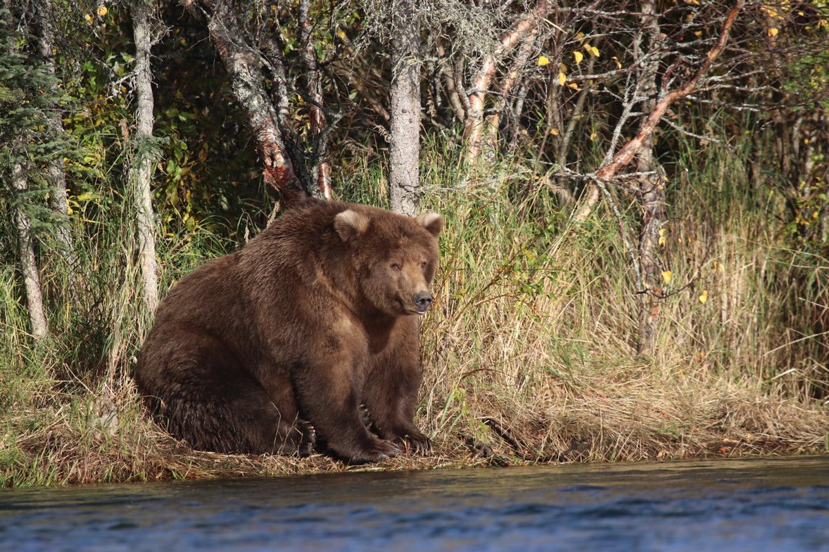 Bear 409, “Beadnose,” a sow that won Fat Bear Week in 2018. GIS specialist Joel Cusick is pioneering a new technique for calculating the bears’ weight that doesn’t disrupt their normal activity. 