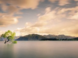 Lonely tree amongst mountains in Wanaka.