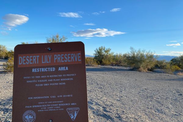 Desert Lily Sanctuary 