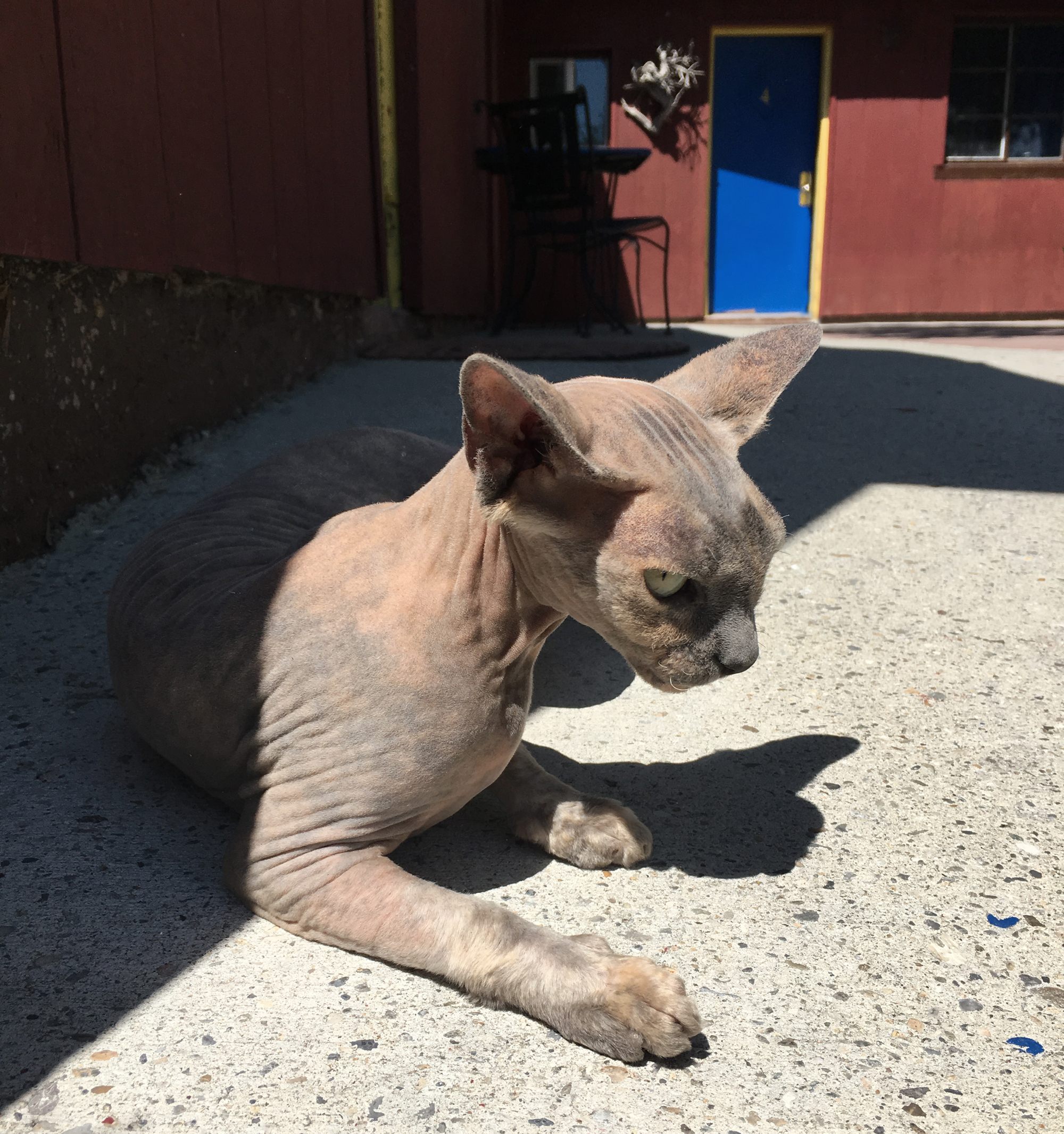 Rosie, hairless cat/resident of the Stargazer Inn.