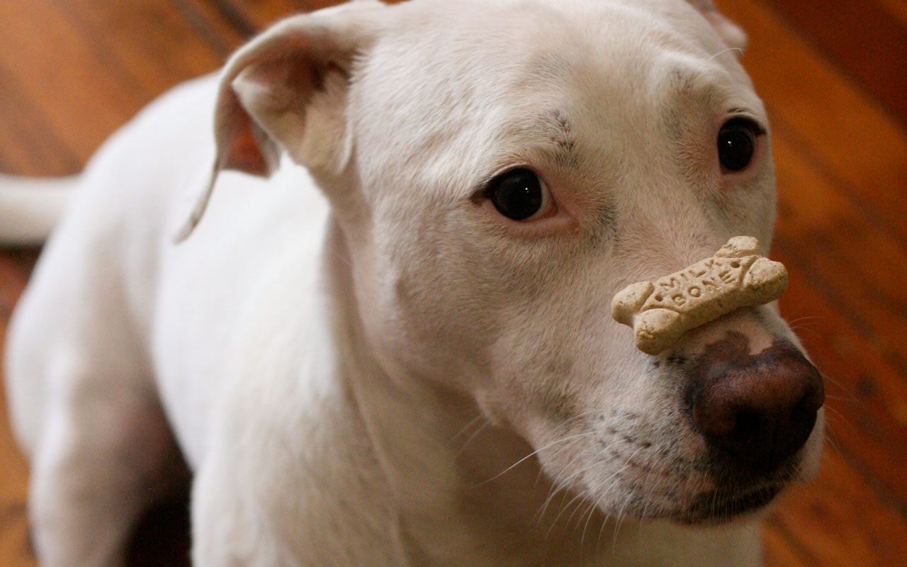 Video: Dog balances tower of treats on his nose