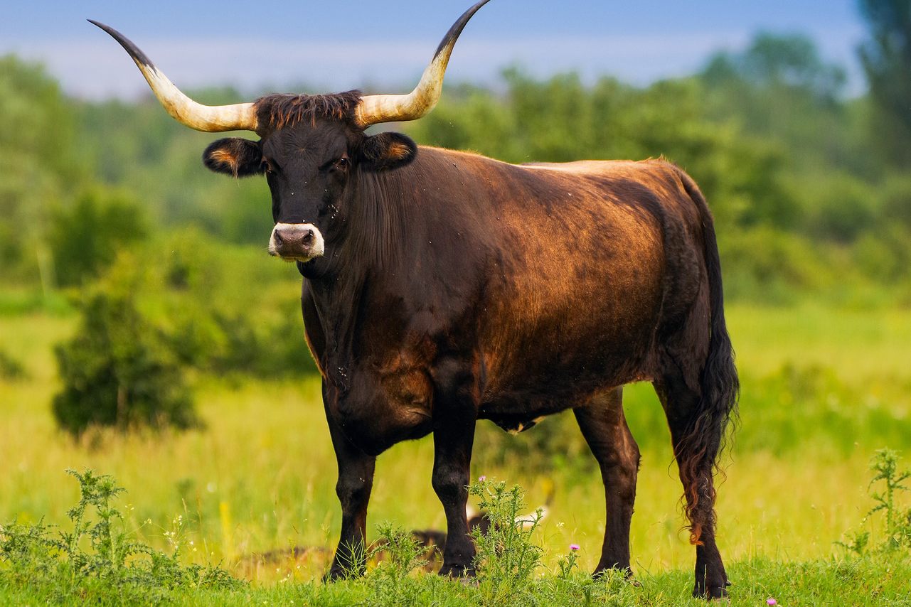 Modern tauros cattle have been bred to resemble their prehistoric wild ancestors.