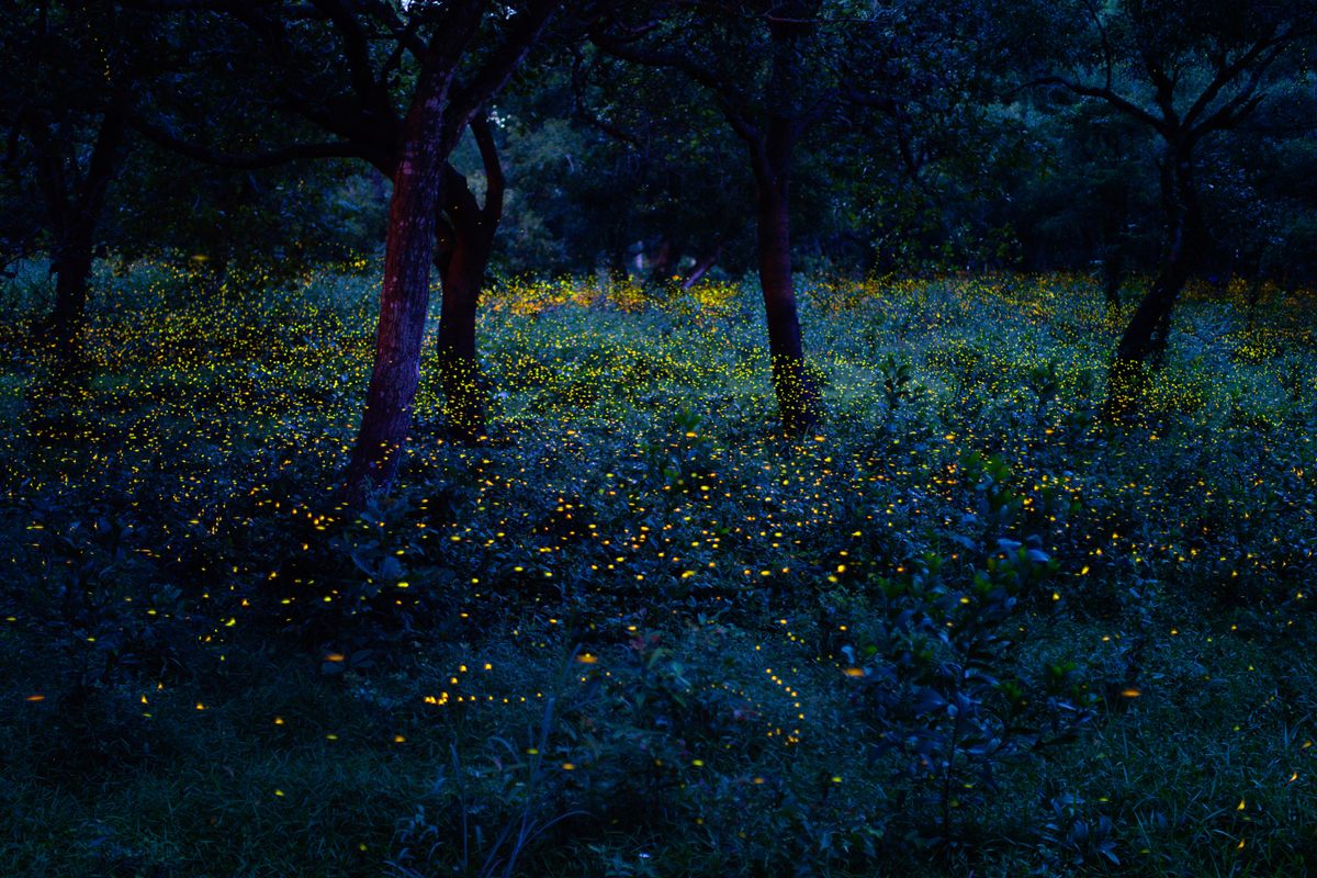 Fireflies twinkle in the dimness of Prachinburi, Thailand. 