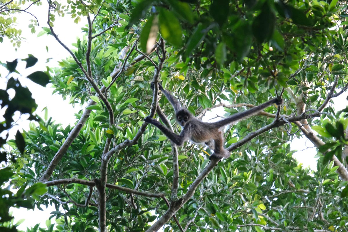 Spider monkeys, endemic to the Calakmul Biosphere, spend most of their time in the dense canopy, foraging for fruit in small groups.