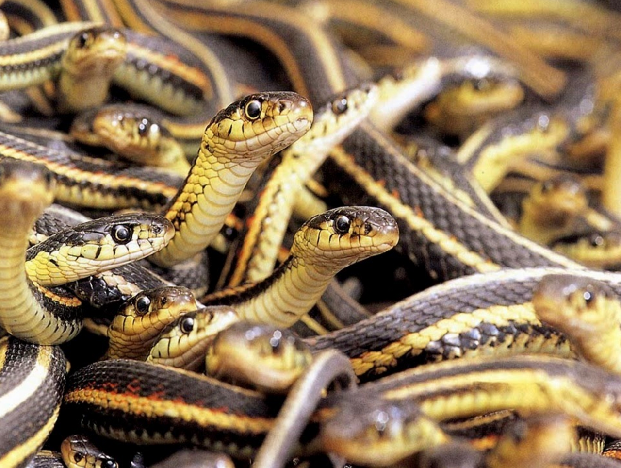 Among the most successful reptiles in North America, garter snakes thrive from the tropics to the edge of the Arctic.