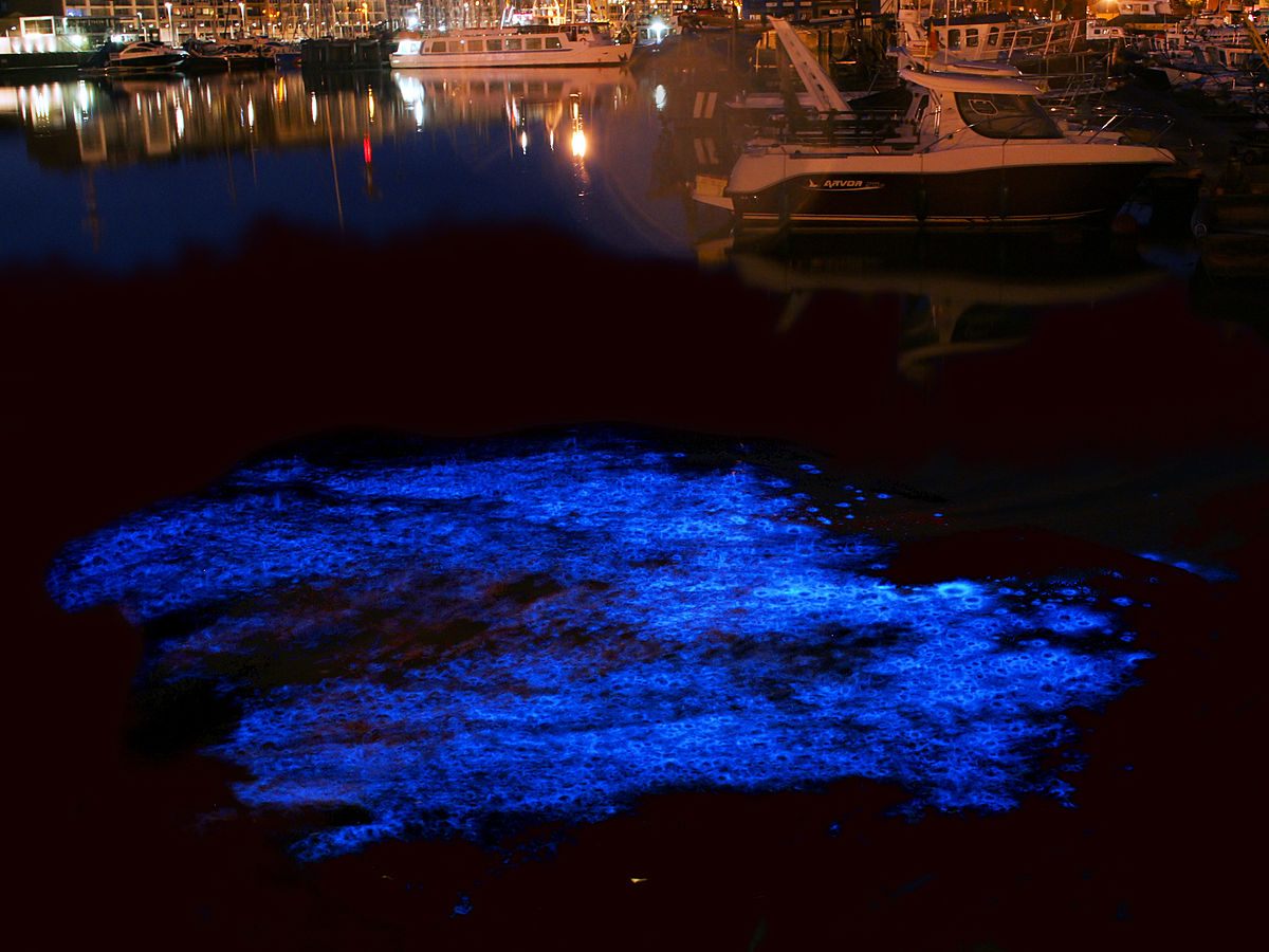 Long exposure image of bioluminescence of Noctiluca scintillans in the yacht port of Zeebrugge, Belgium