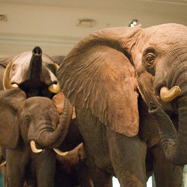 Closeup of the elephant herd.