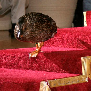 One of the Peabody Ducks takes the stage.