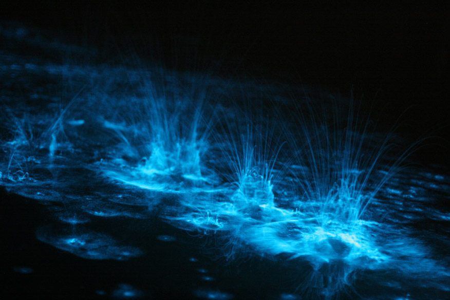 Bioluminescence is most abundant in the open ocean environment where