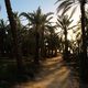 A date palm grove in the Siwa oasis.
