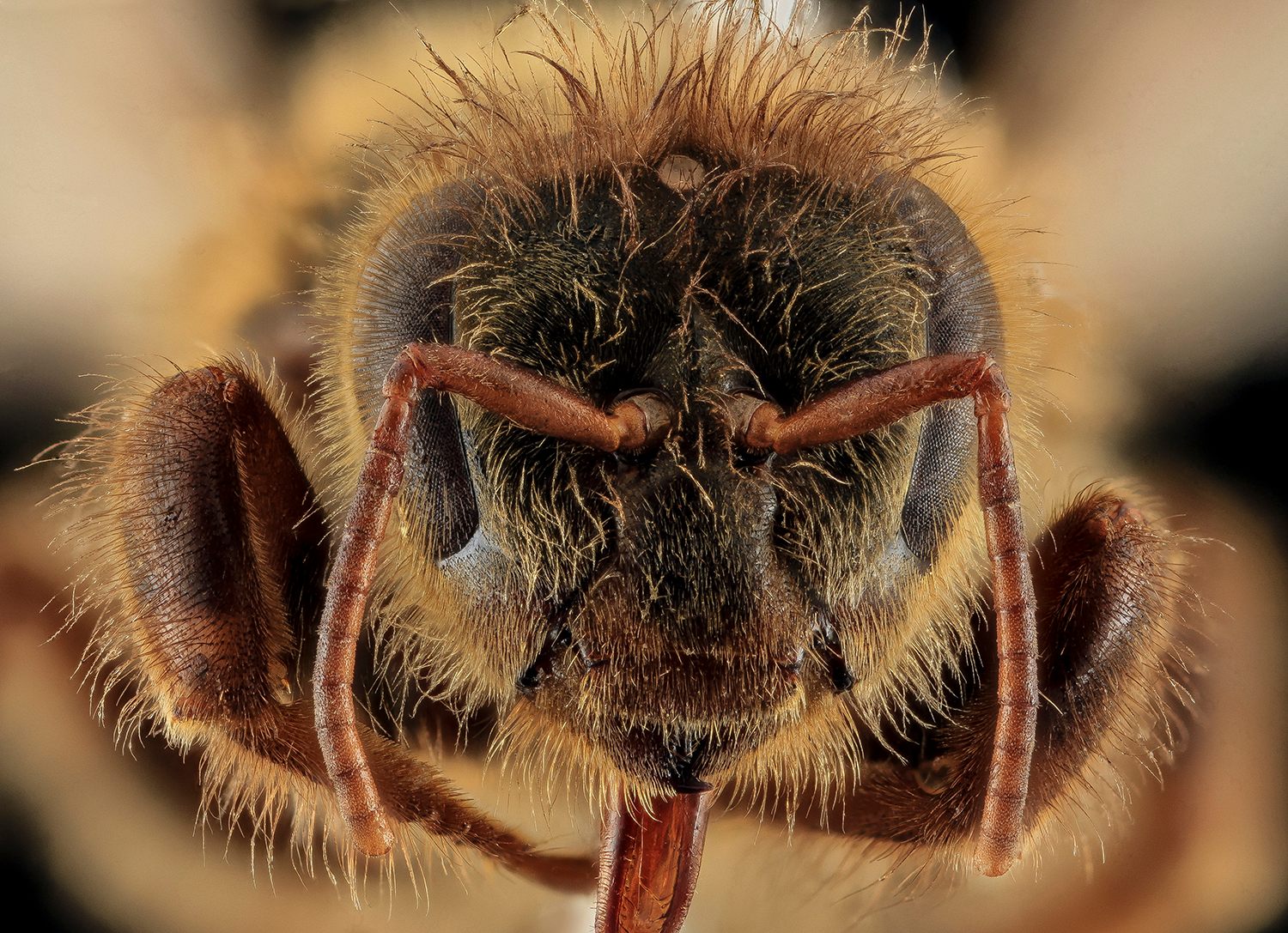 What Is It Like to Be a Bee? - Atlas Obscura