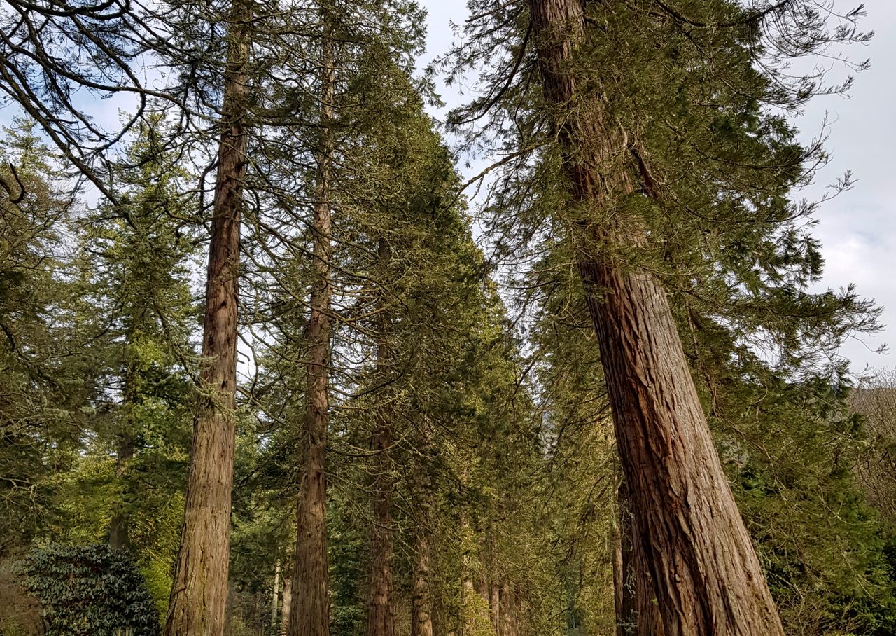 The U.K.'s giant trees are growing as fast as their California counterparts.
