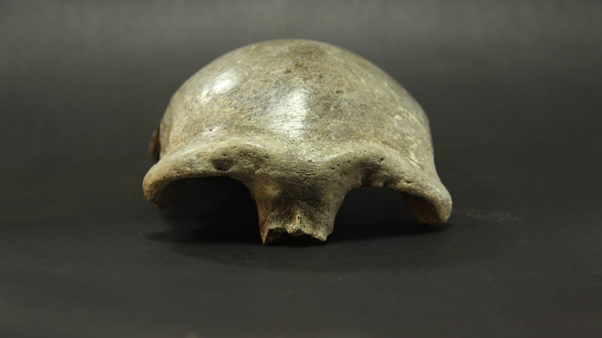 This Skull Is Both Older and More Modern Than We Thought