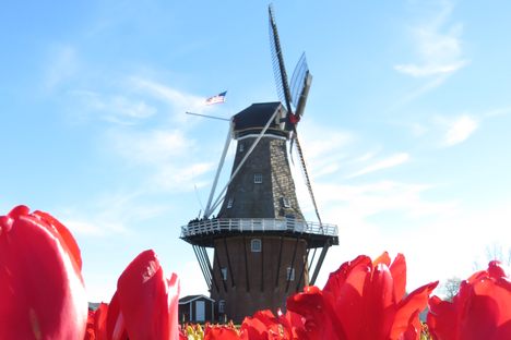 De Zwaan and the tulips.