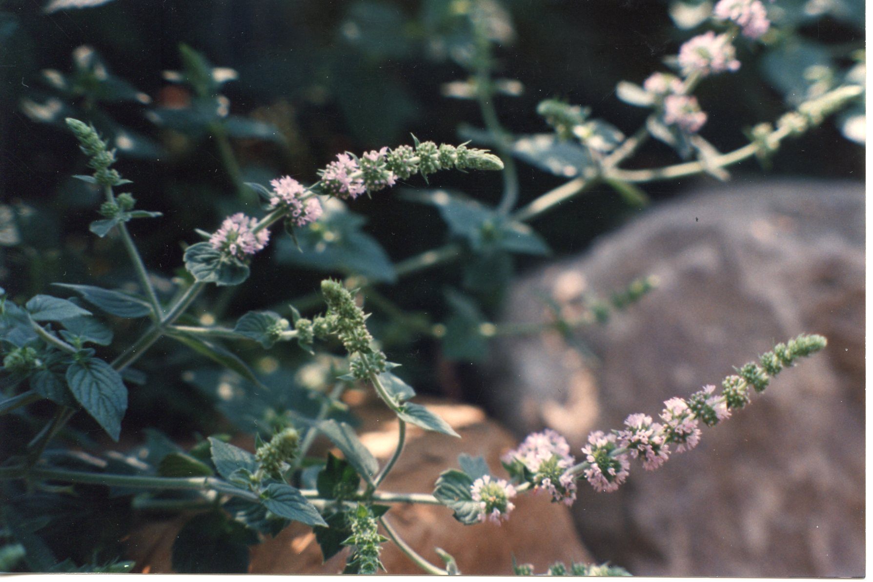 A closeup of Hillary's Sweet Lemon Mint flowers.