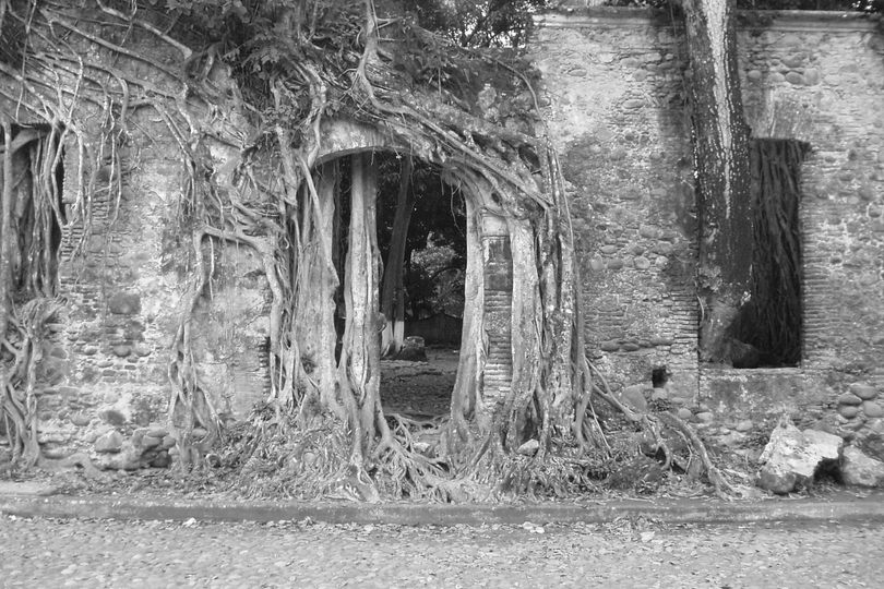 树根和藤蔓声称大部分的架构。
