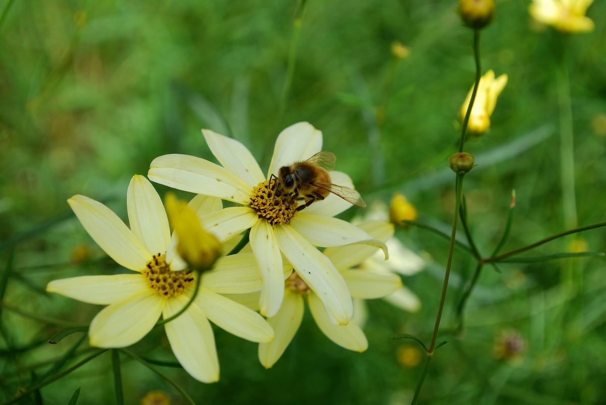 The Xerces Society can recommend plants that are appropriate to your region.