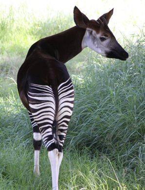 Okapi Wildlife Reserve – Ituri, Democratic Republic of the Congo - Atlas  Obscura