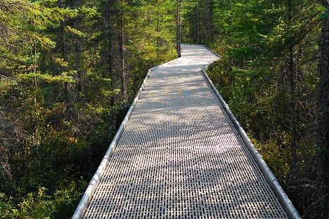 Bog walk boardwalk.