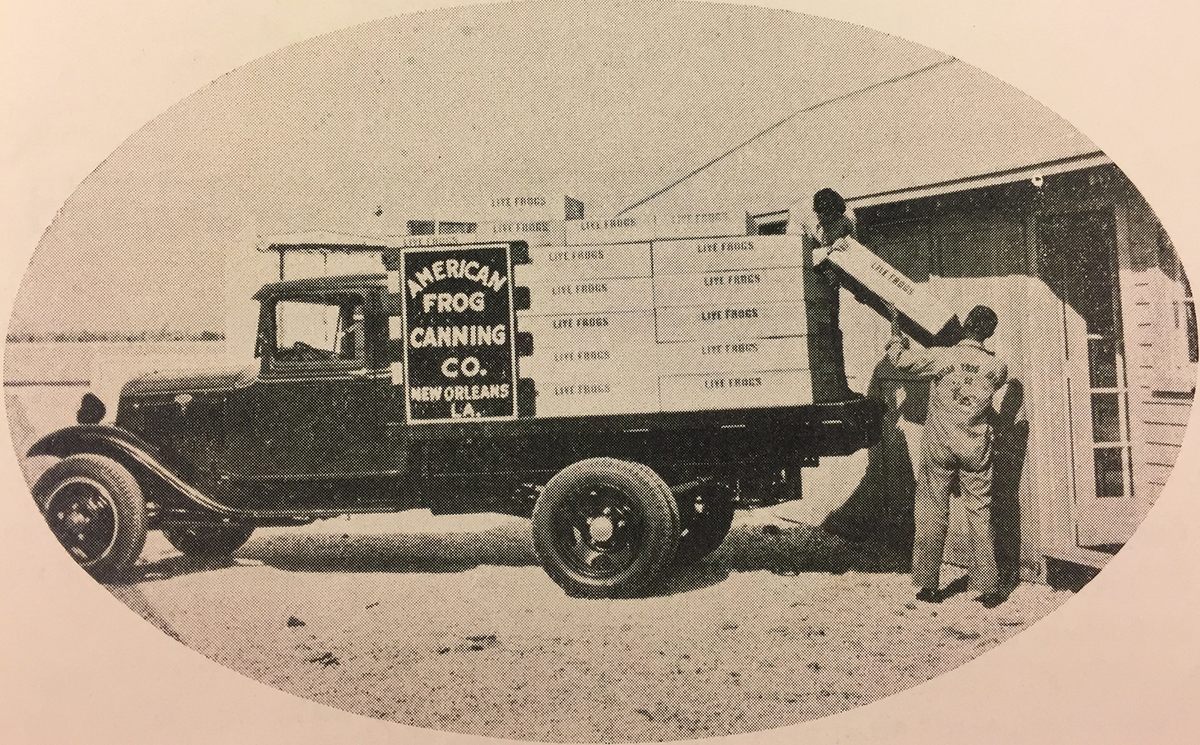 Frogs being shipped to their new home ponds.