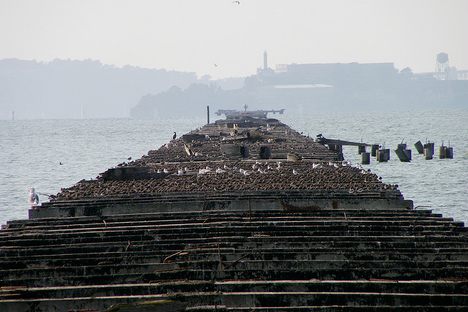 Sea birds that call the pier home